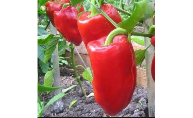 Перец "Подарок Молдовы" (Элитный ряд)