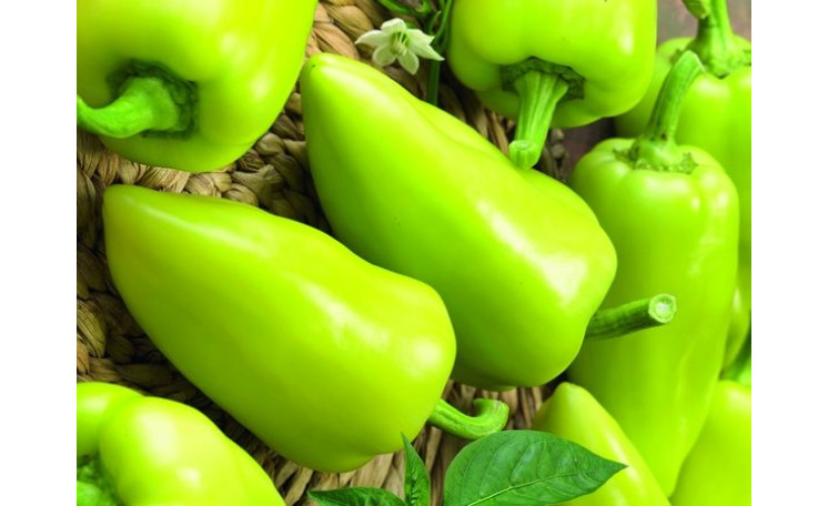 Перец "Голдус F1" (Semo)