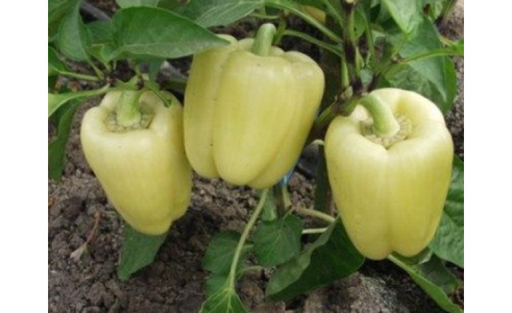 Перец "Мадонна F1" (Clause)