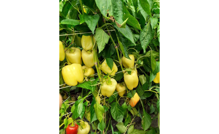 Перец сладкий "Спартако F1" (ESASEM)