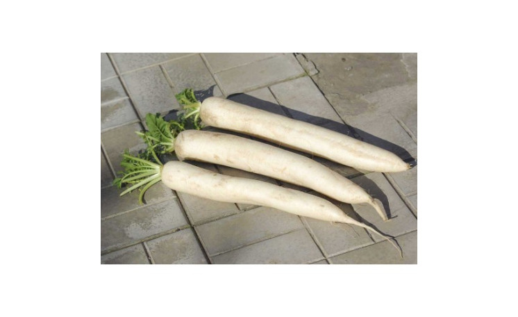 Редька "Мино Эрли Лонг Вайт F1" (Nong Woo Bio)
