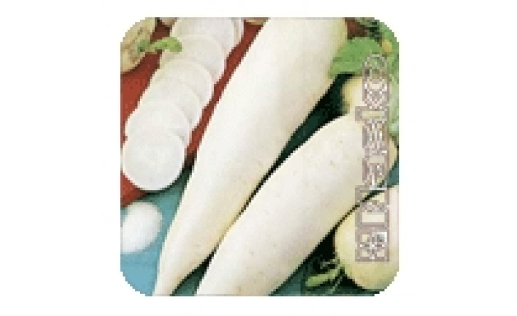 Редька Гуливер (Nasko)