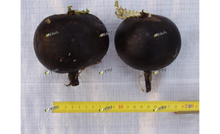 Редька "Черная кулата" (Semo)