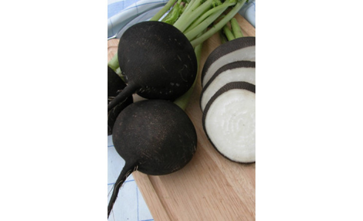 Редька Кулата (Moravo Seed)