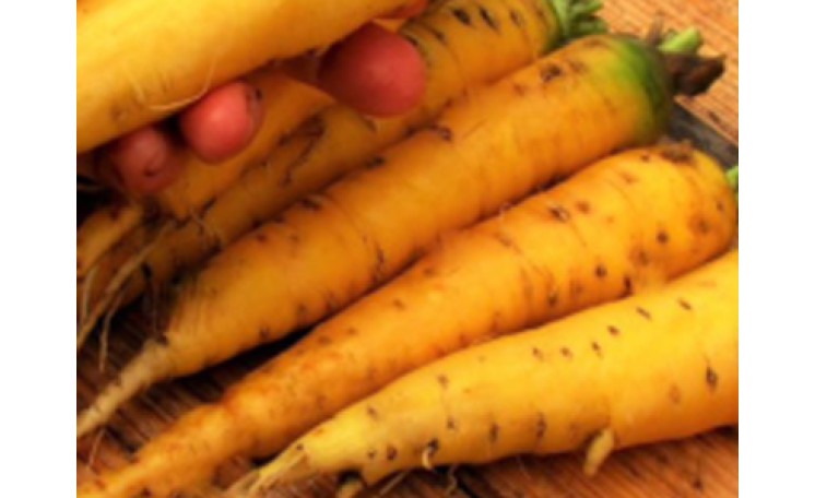 Редька "Лутеа" (Semo)