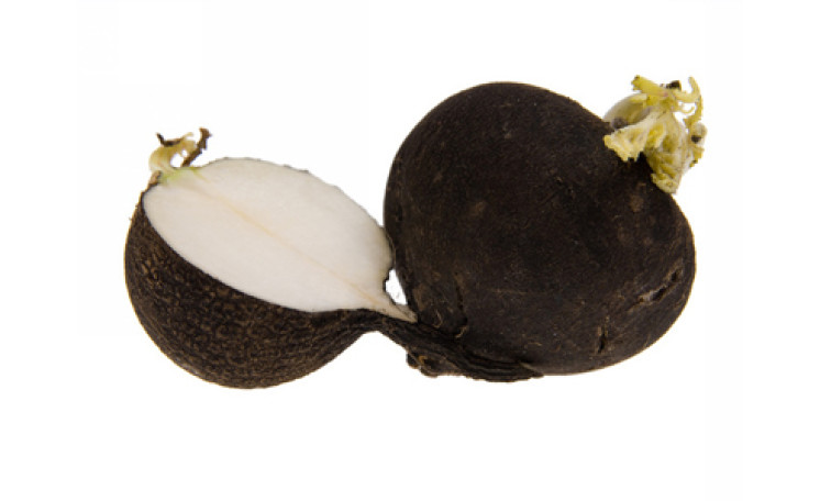 Редька "Пантер" (Semo)