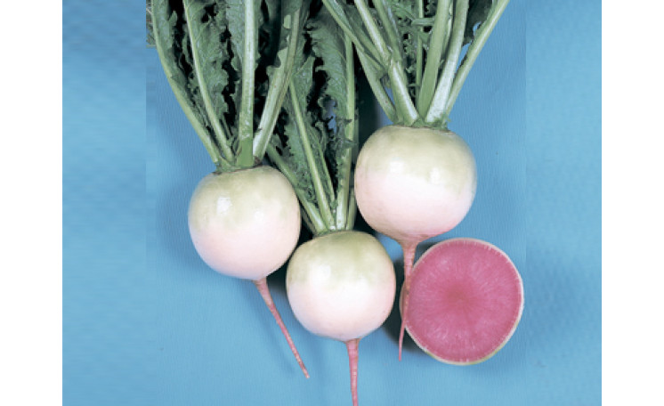 Редька "Ред Мит F1" (Takii Seeds)