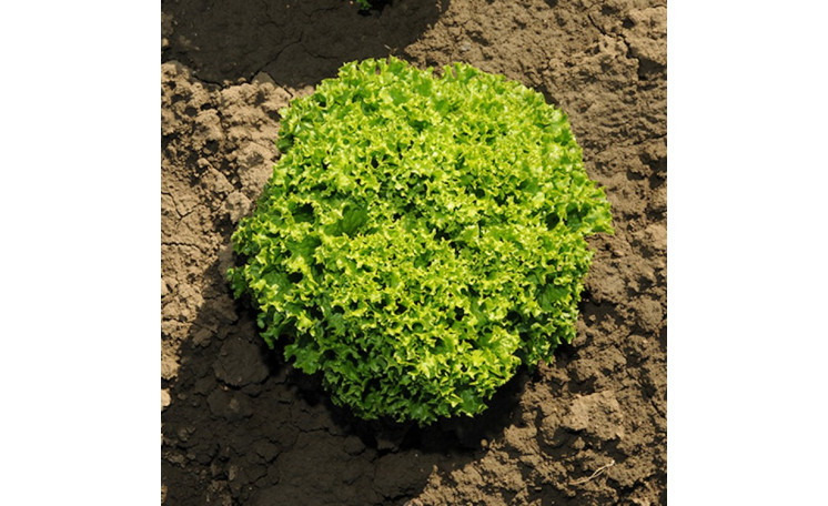 Салат "Илема" (Vitalis)