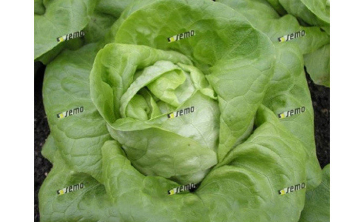 Салат Маршал (Semo)