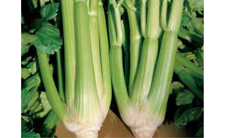 Селера "Паскаль Гігант" (Semo)