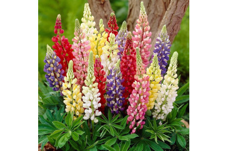 Виды дильфиниума