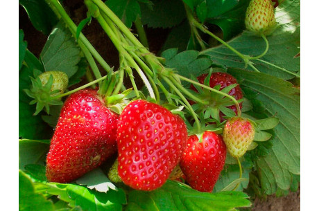 Почему не цветет клубника