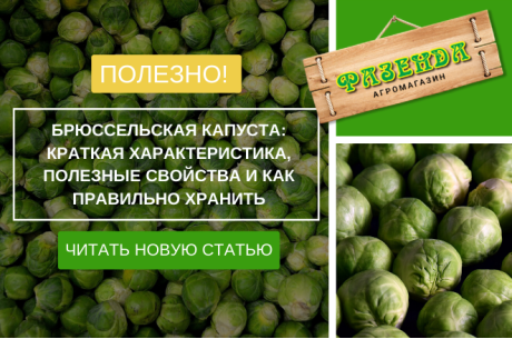 Брюссельская капуста – краткая характеристика, полезные свойства и как правильно хранить