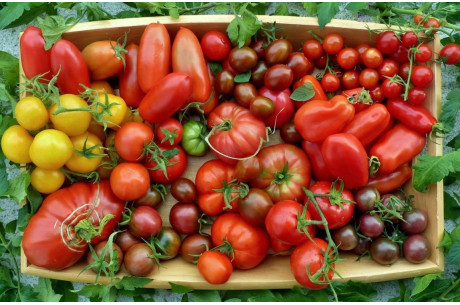 Урожайные сорта ранних томатов