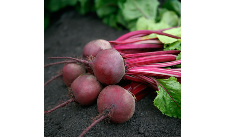 Свекла столовая "Азума F1" (Sakata)