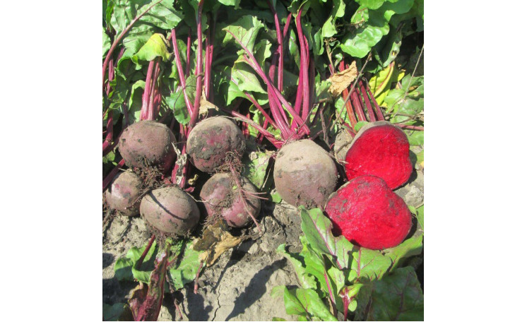 Свекла столовая "Бетина" (Moravoseed)