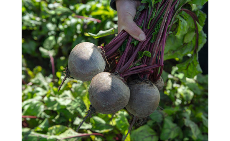 Свекла столовая "Бикорес F1" (Bejo)