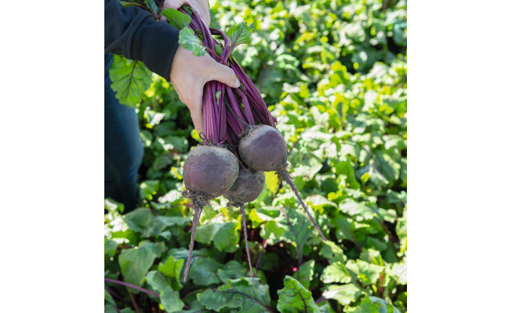 Свекла столовая "Бохан F1" (Bejo)