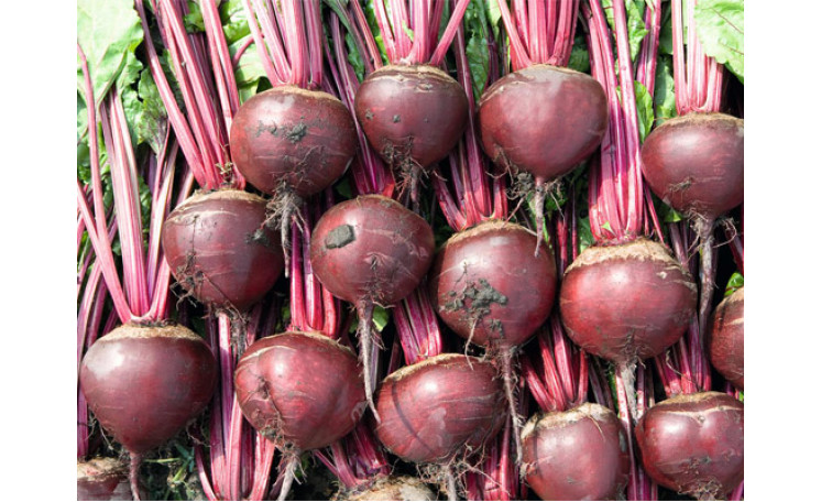 Свекла столовая "Боро F1" (Bejo)