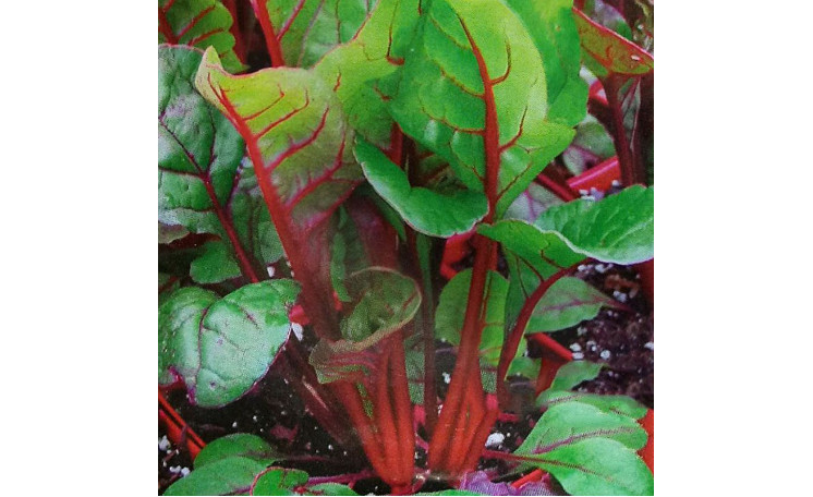 Мангольд красный (Moravoseed)