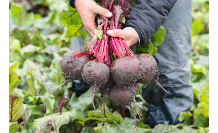 Свекла столовая "Манзу F1" (Bejo)