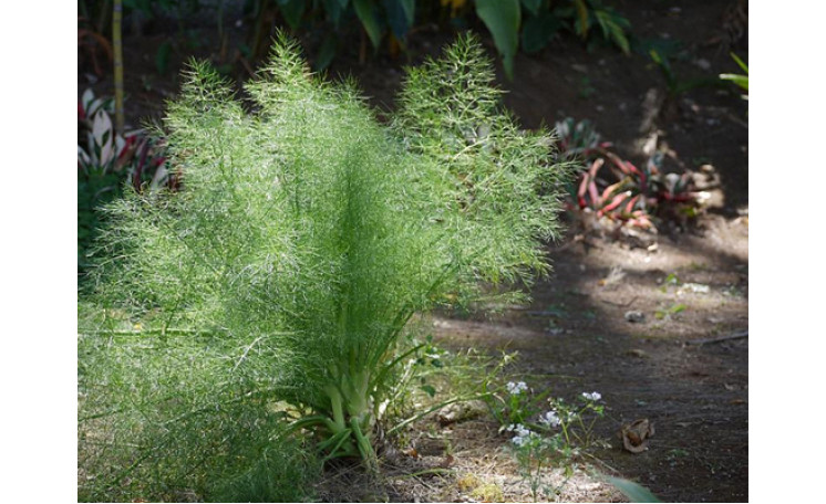 Укроп Компакт (Semo)