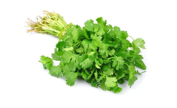 Кориандр Феникс (Itall-Flora)