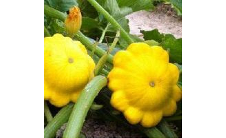 Патисcон "Сансеанс F1" (Semo)