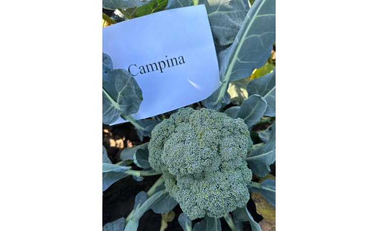 Капуста брокколи Кампина Campina F1 (Innova Seeds)