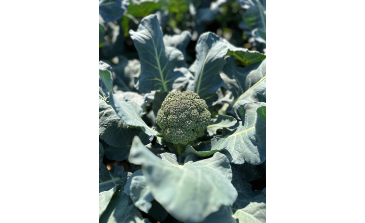 Капуста брокколи Роял Макс Royal Max F1 (Innova Seeds)