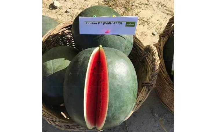 Арбуз "Лориан F1" (Syngenta)
