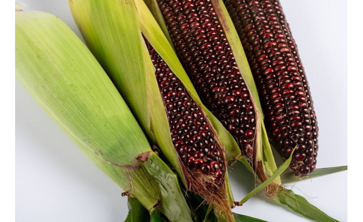 Кукуруза Бордо F1 (Мнагор)