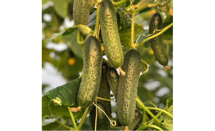 Огурец "Модер F1" (Minami)