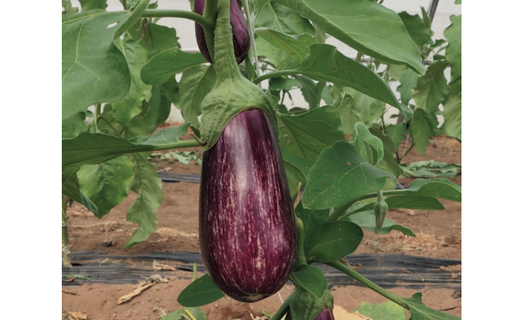 Баклажан Дафне F1 (ESASEM)