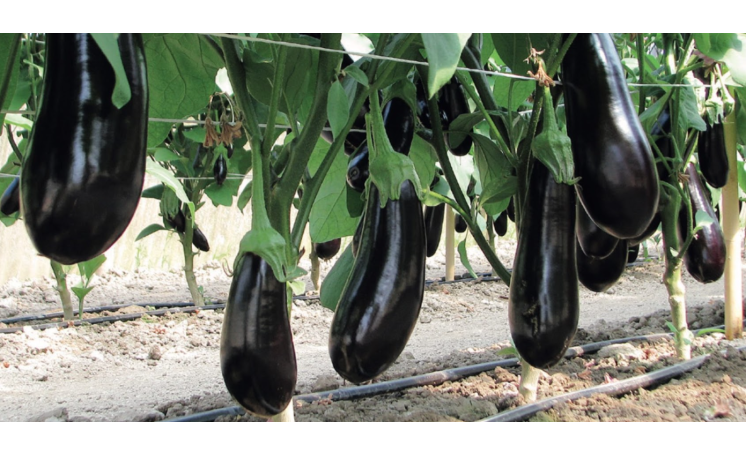 Баклажан Майорка F1 (ESASEM)