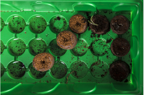 Как вырастить рассаду в торфяных таблетках