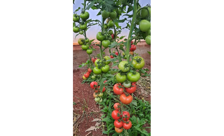 Томат "Туна F1" (MRT seeds)