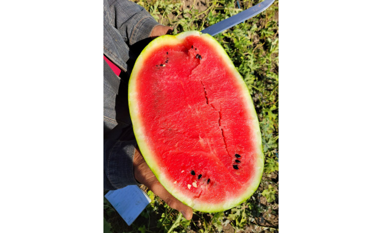 Арбуз Бинго F1 (Spark Seeds)