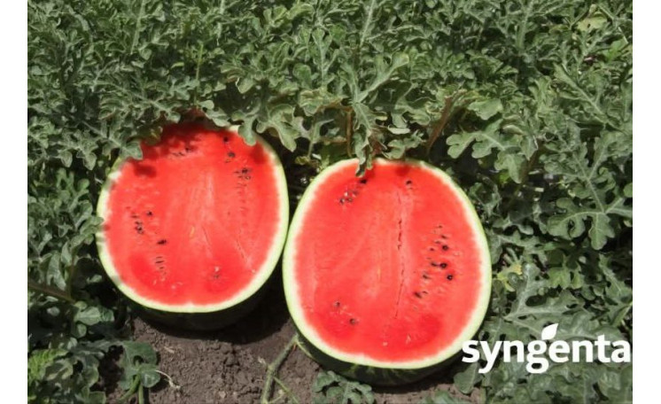 Арбуз "Мирсини F1" (Syngenta)