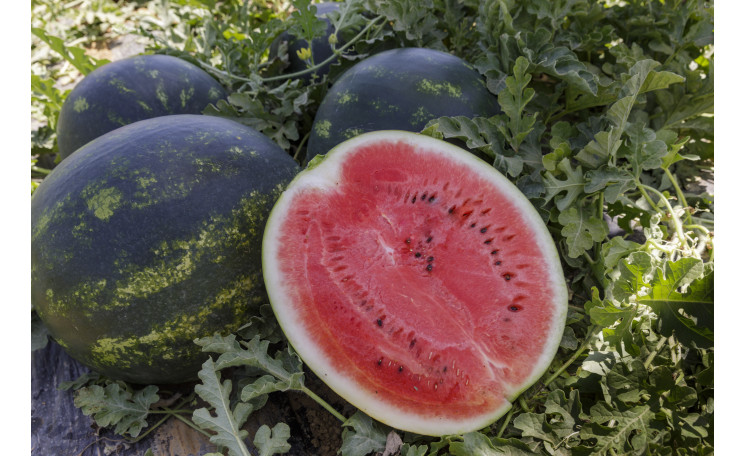 Арбуз Лузитана F1 (Rijk Zwaan) 