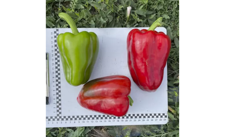 Кора F1 Перец (Spark Seeds)