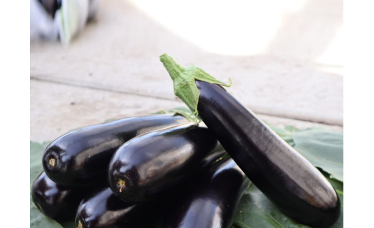 Баклажан ES 35007 F1 (Ergon seed)