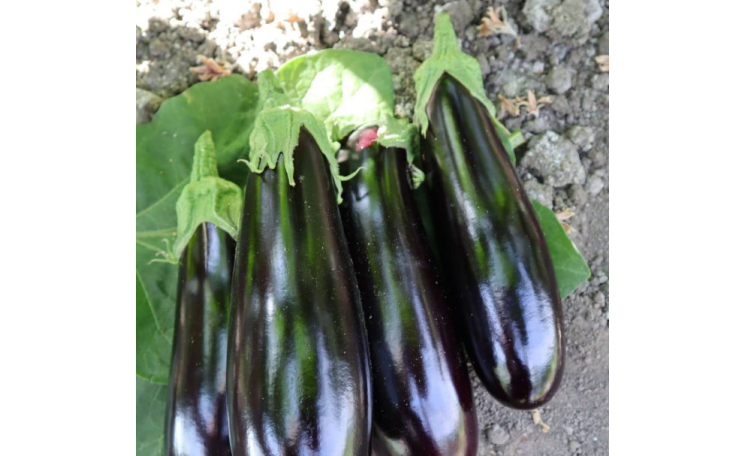 Баклажан ES 35008 F1 (Ergon seed)