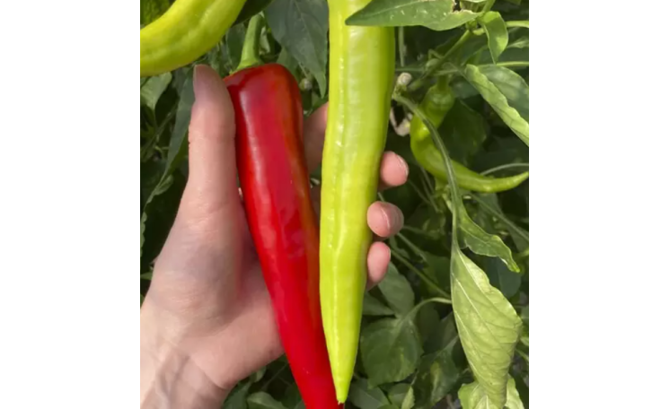 Перец ES 7520 F1 (Ergon seed)