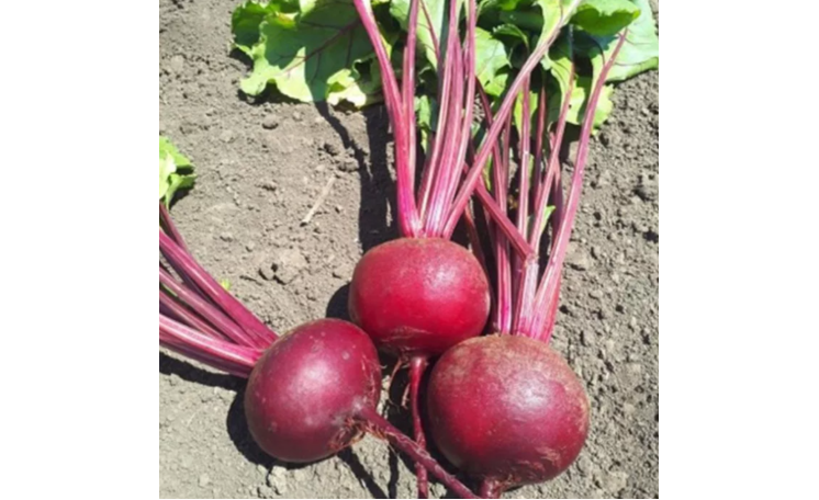 Свекла "Привилегия (CRX 409) F1" (Seminis)