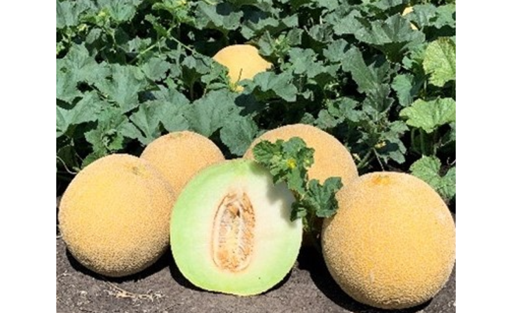 Дыня Курелла F1 (Seminis)