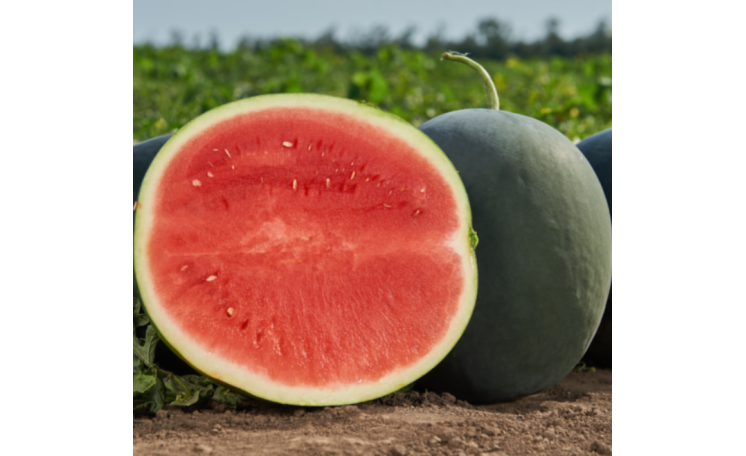 Арбуз Морена F1 (Syngenta)