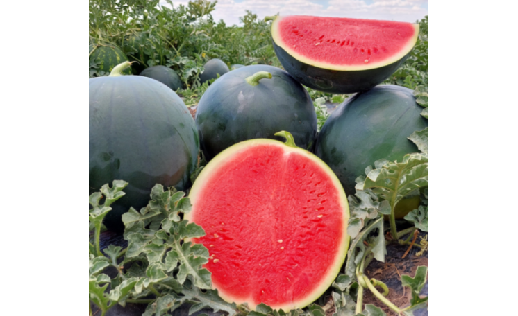 Арбуз Багама F1 (Syngenta)