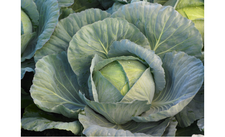 Белокочанная капуста Кататор F1 (Syngenta)