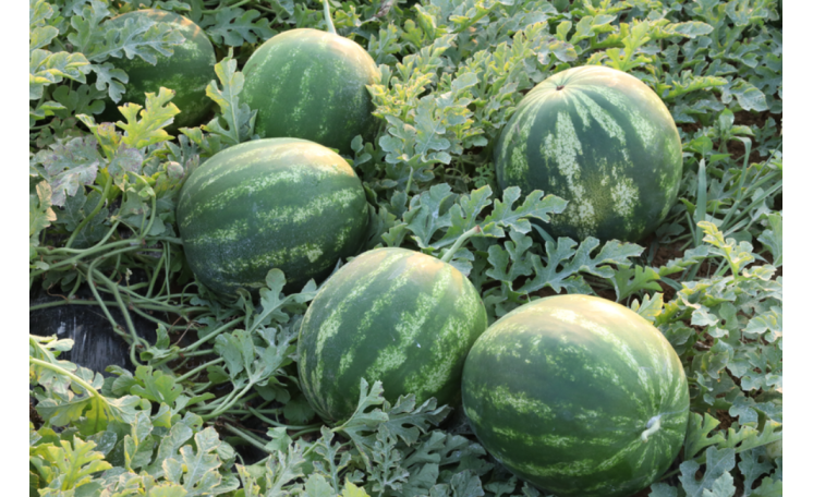 Арбуз Роман F1 (Syngenta)